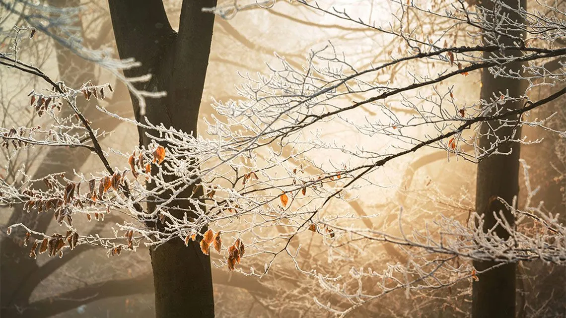 Raureif an Zweigen in einem Wald, dahinter tief stehende Sonne